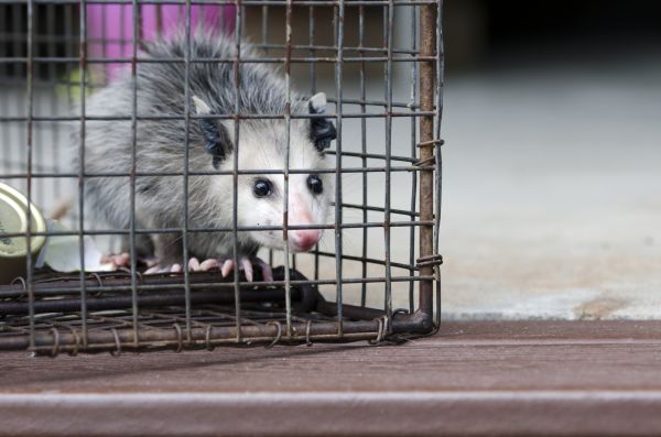 Kansas City Wildlife Removal