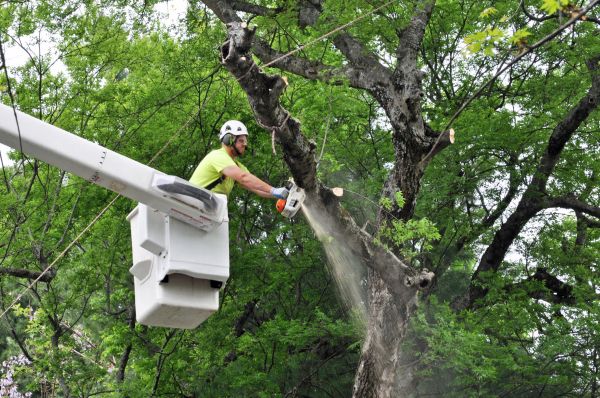 Kansas City Tree Trimming