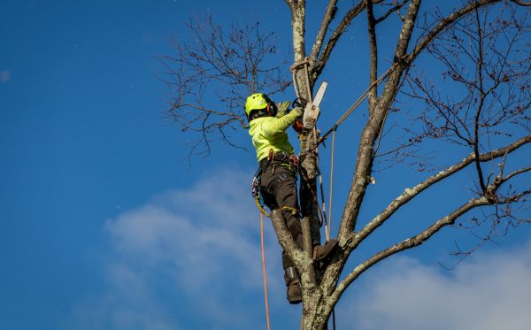 Kansas City Tree Removal