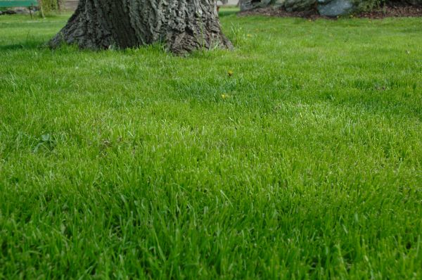 Kansas City Lawn Treatment